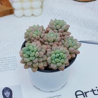 4'' Echeveria Rococo, Rare Live Succulent Plants