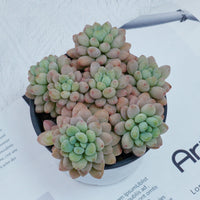 4'' Echeveria Rococo, Rare Live Succulent Plants