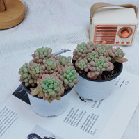 4'' Echeveria Rococo, Rare Live Succulent Plants