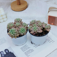 4'' Echeveria Rococo, Rare Live Succulent Plants