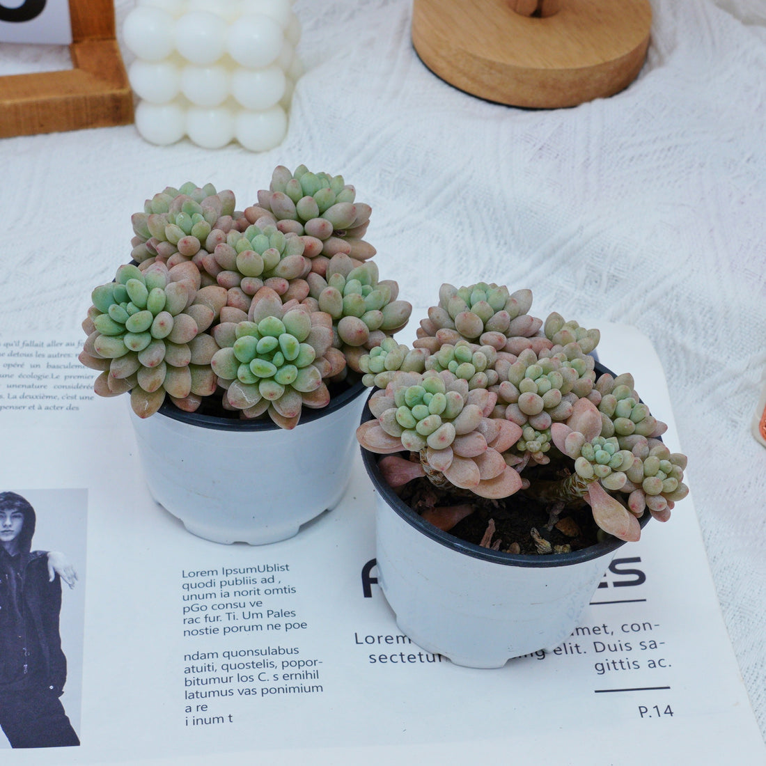 4'' Echeveria Rococo, Rare Live Succulent Plants