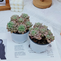 4'' Echeveria Rococo, Rare Live Succulent Plants
