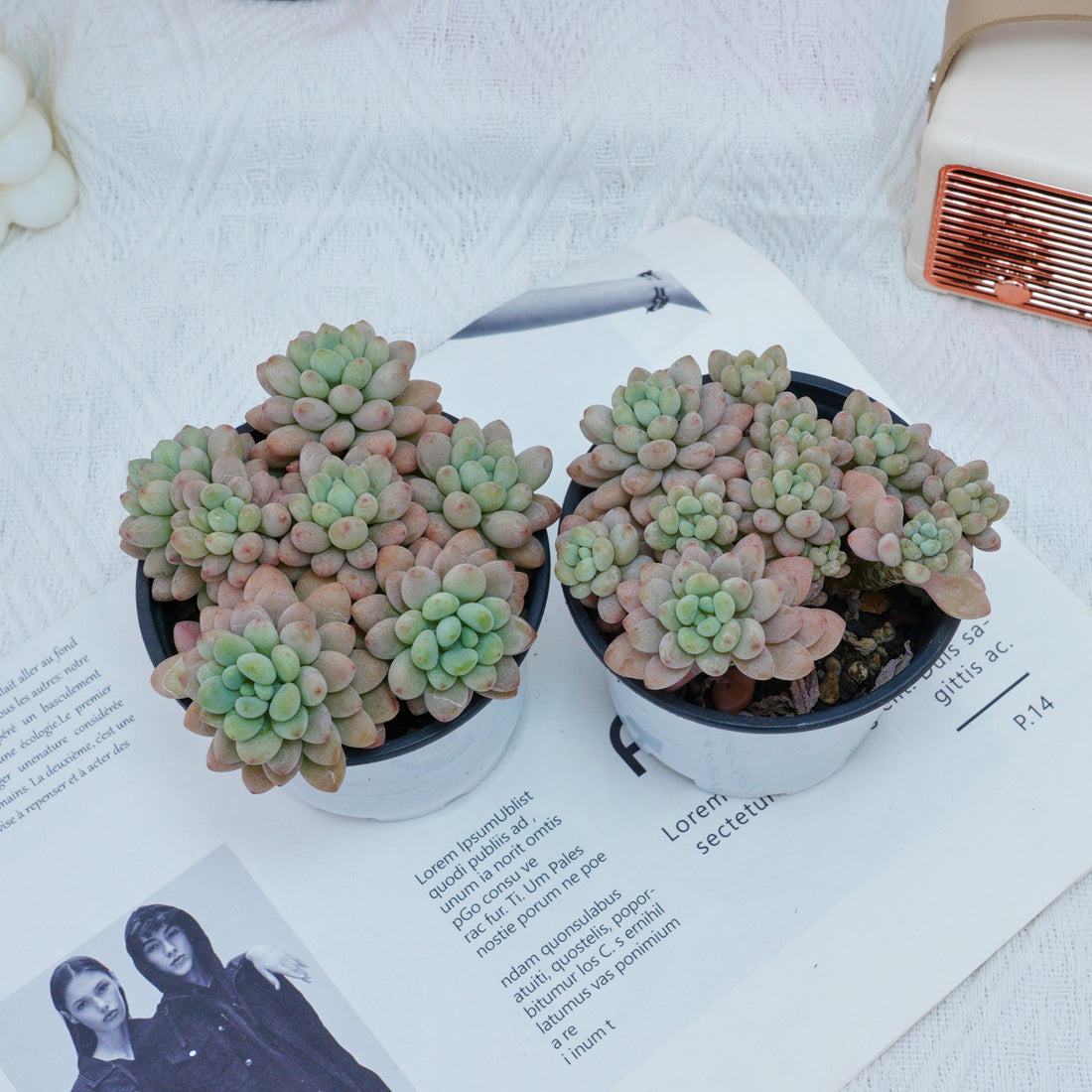 4'' Echeveria Rococo, Rare Live Succulent Plants