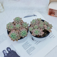 4'' Echeveria Rococo, Rare Live Succulent Plants