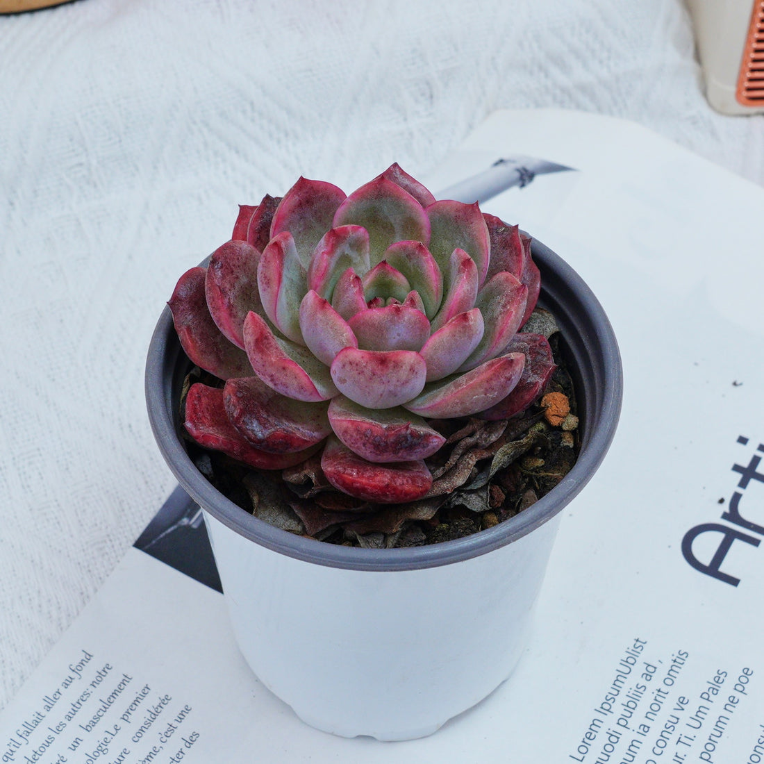 4'' Graptoveria A Grim One, Rare Live Succulent Plants