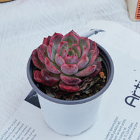 4'' Graptoveria A Grim One, Rare Live Succulent Plants