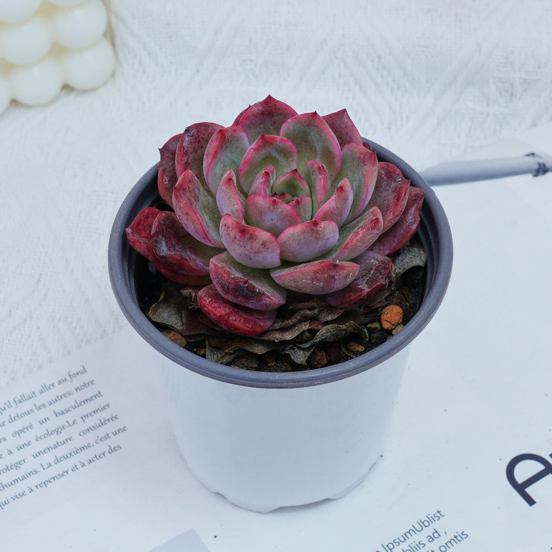 4'' Graptoveria A Grim One, Rare Live Succulent Plants