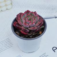 4'' Graptoveria A Grim One, Rare Live Succulent Plants