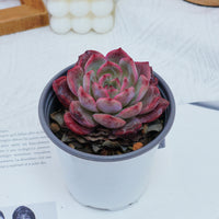 4'' Graptoveria A Grim One, Rare Live Succulent Plants
