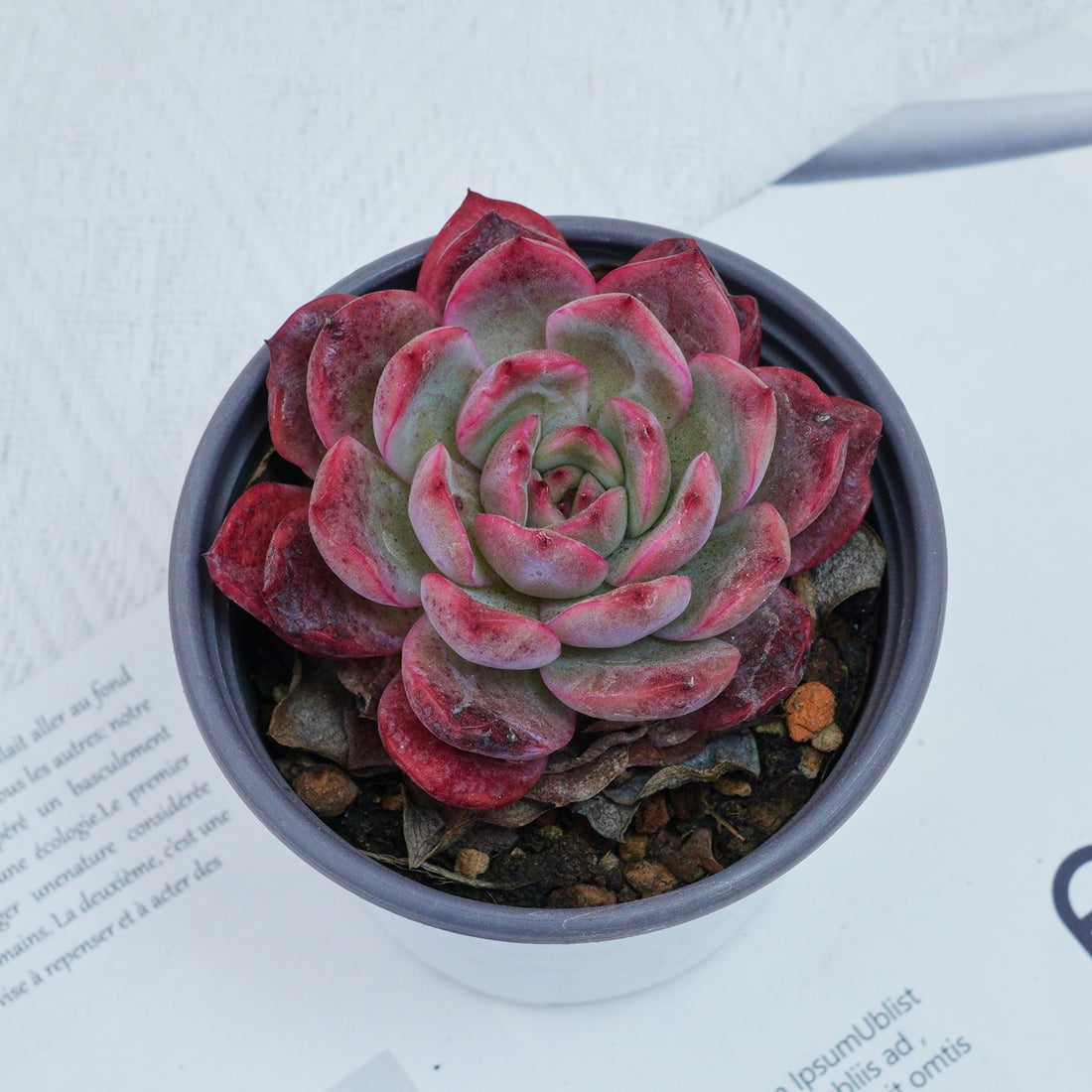 4'' Graptoveria A Grim One, Rare Live Succulent Plants