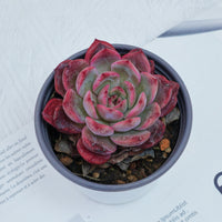 4'' Graptoveria A Grim One, Rare Live Succulent Plants