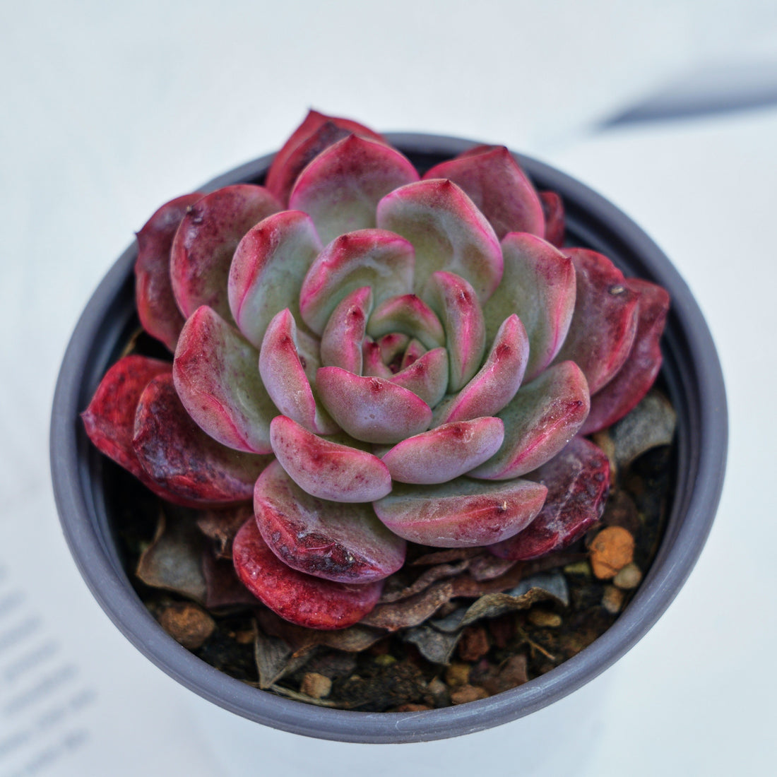 4'' Graptoveria A Grim One, Rare Live Succulent Plants