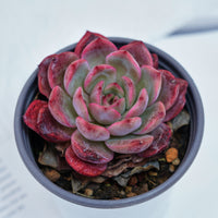 4'' Graptoveria A Grim One, Rare Live Succulent Plants