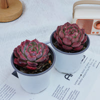 4'' Graptoveria A Grim One, Rare Live Succulent Plants