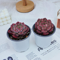4'' Graptoveria A Grim One, Rare Live Succulent Plants