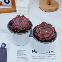 4'' Graptoveria A Grim One, Rare Live Succulent Plants