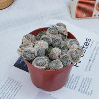 5'' Sempervivum Arachnoideum Tomentosum, Rare Live Succulent Plants