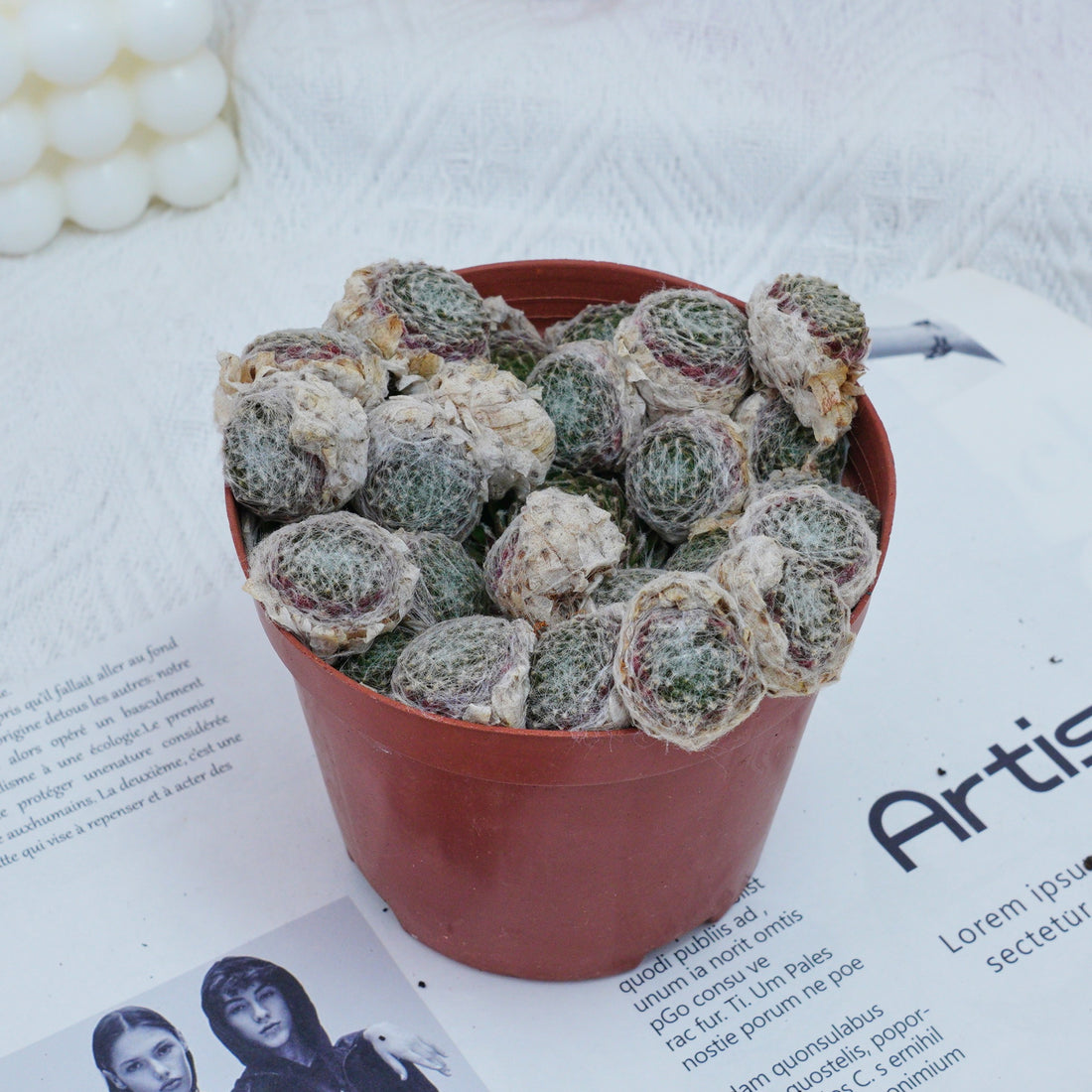 5'' Sempervivum Arachnoideum Tomentosum, Rare Live Succulent Plants