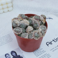 5'' Sempervivum Arachnoideum Tomentosum, Rare Live Succulent Plants