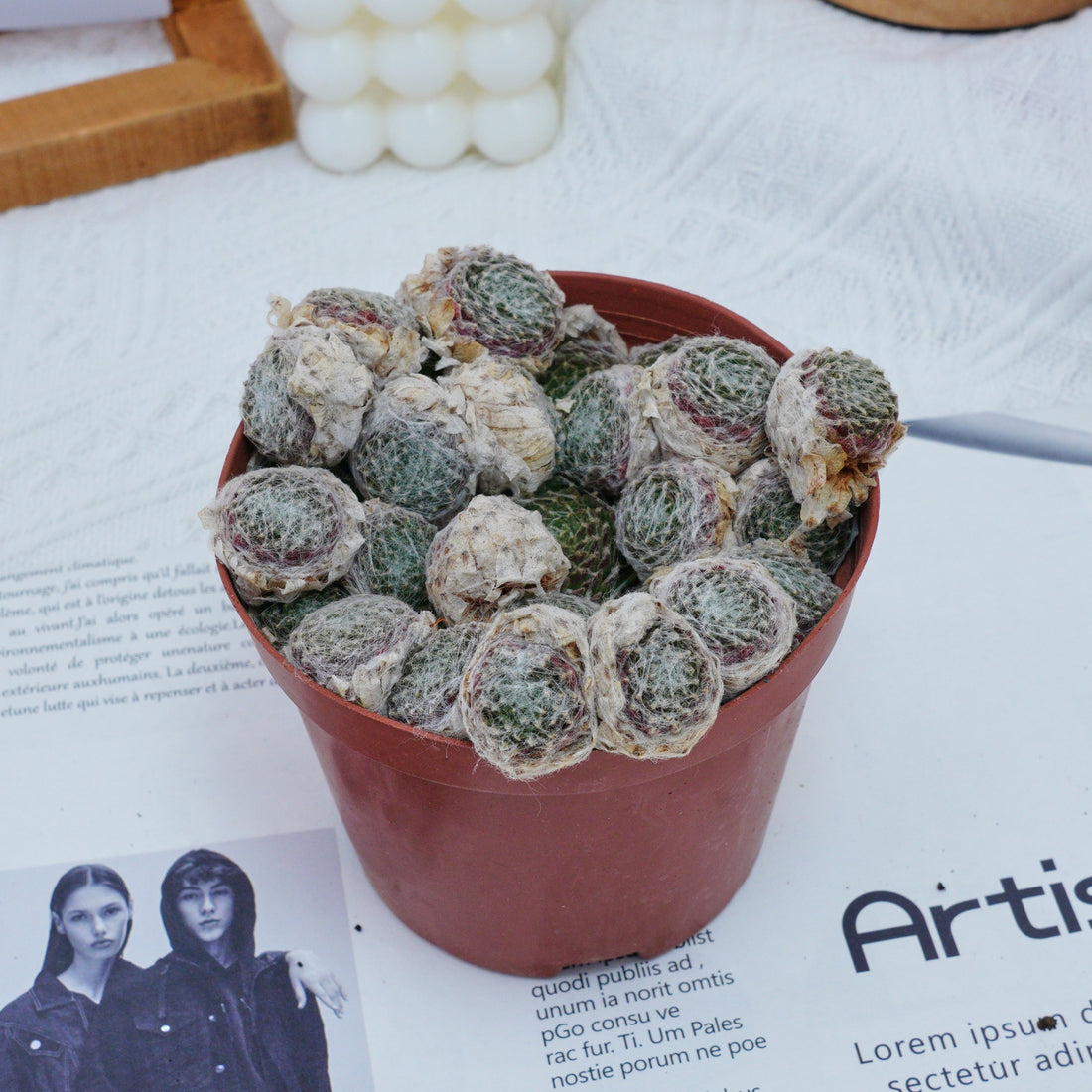 5'' Sempervivum Arachnoideum Tomentosum, Rare Live Succulent Plants