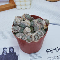 5'' Sempervivum Arachnoideum Tomentosum, Rare Live Succulent Plants