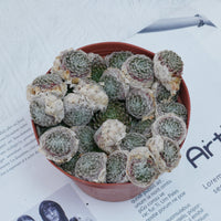 5'' Sempervivum Arachnoideum Tomentosum, Rare Live Succulent Plants