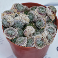 5'' Sempervivum Arachnoideum Tomentosum, Rare Live Succulent Plants