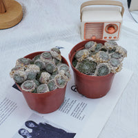 5'' Sempervivum Arachnoideum Tomentosum, Rare Live Succulent Plants
