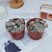 5'' Sempervivum Arachnoideum Tomentosum, Rare Live Succulent Plants