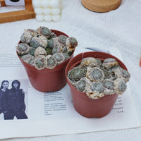 5'' Sempervivum Arachnoideum Tomentosum, Rare Live Succulent Plants