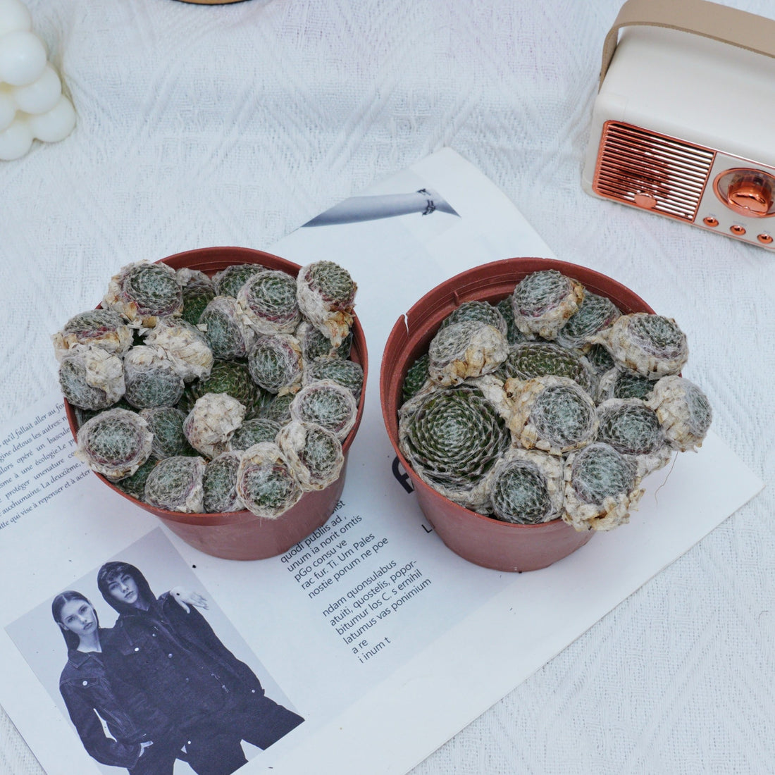 5'' Sempervivum Arachnoideum Tomentosum, Rare Live Succulent Plants