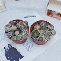 5'' Sempervivum Arachnoideum Tomentosum, Rare Live Succulent Plants