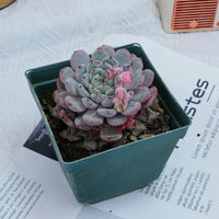 4'' Echeveria Ruby zaragozae, Rare Live Succulent Plants