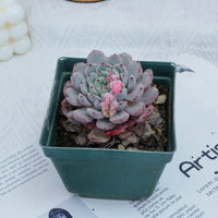 4'' Echeveria Ruby zaragozae, Rare Live Succulent Plants