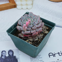 4'' Echeveria Ruby zaragozae, Rare Live Succulent Plants