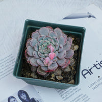4'' Echeveria Ruby zaragozae, Rare Live Succulent Plants