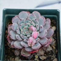 4'' Echeveria Ruby zaragozae, Rare Live Succulent Plants