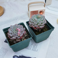 4'' Echeveria Ruby zaragozae, Rare Live Succulent Plants