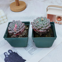 4'' Echeveria Ruby zaragozae, Rare Live Succulent Plants