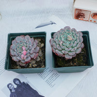 4'' Echeveria Ruby zaragozae, Rare Live Succulent Plants