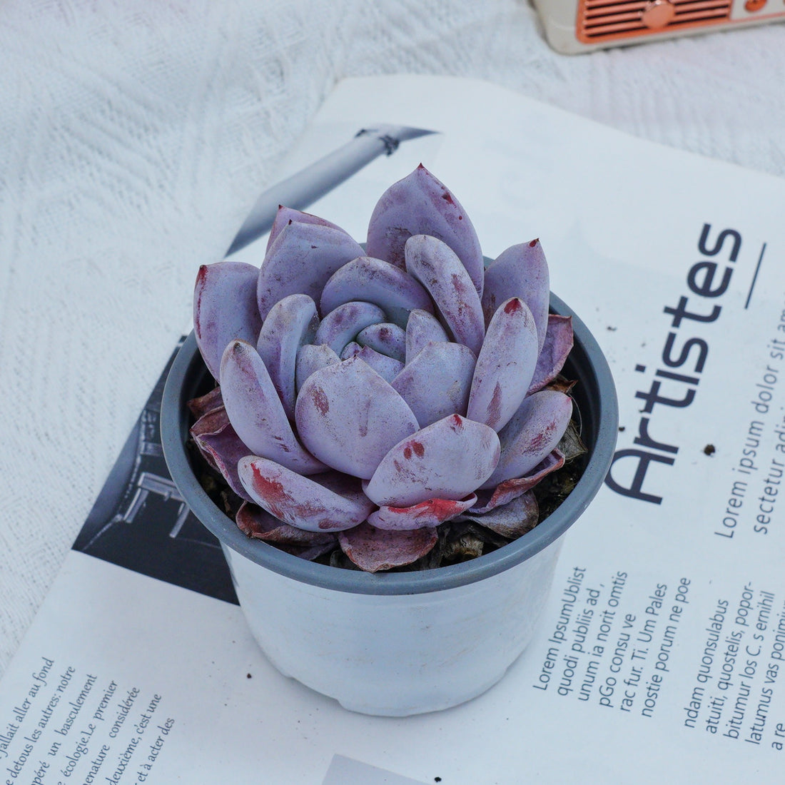 4'' Echeveria Sang-A, Rare Live Succulent Plants