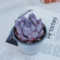 4'' Echeveria Sang-A, Rare Live Succulent Plants