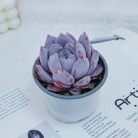 4'' Echeveria Sang-A, Rare Live Succulent Plants