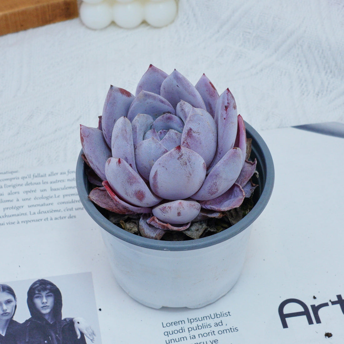 4'' Echeveria Sang-A, Rare Live Succulent Plants