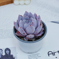 4'' Echeveria Sang-A, Rare Live Succulent Plants