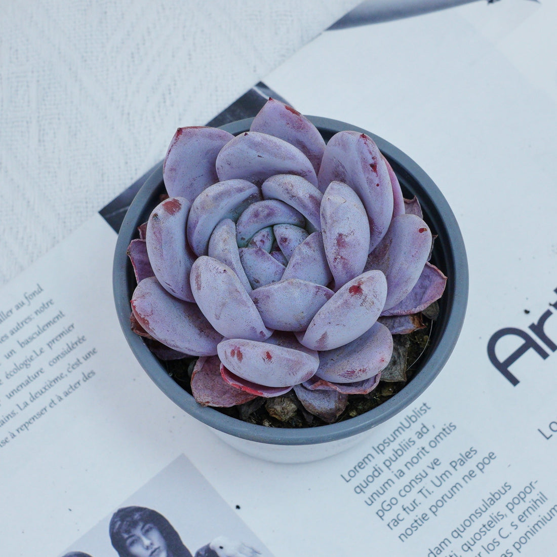 4'' Echeveria Sang-A, Rare Live Succulent Plants