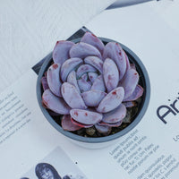 4'' Echeveria Sang-A, Rare Live Succulent Plants