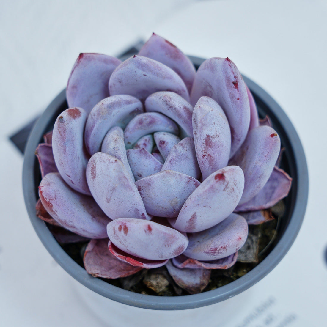 4'' Echeveria Sang-A, Rare Live Succulent Plants