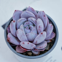 4'' Echeveria Sang-A, Rare Live Succulent Plants