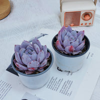 4'' Echeveria Sang-A, Rare Live Succulent Plants